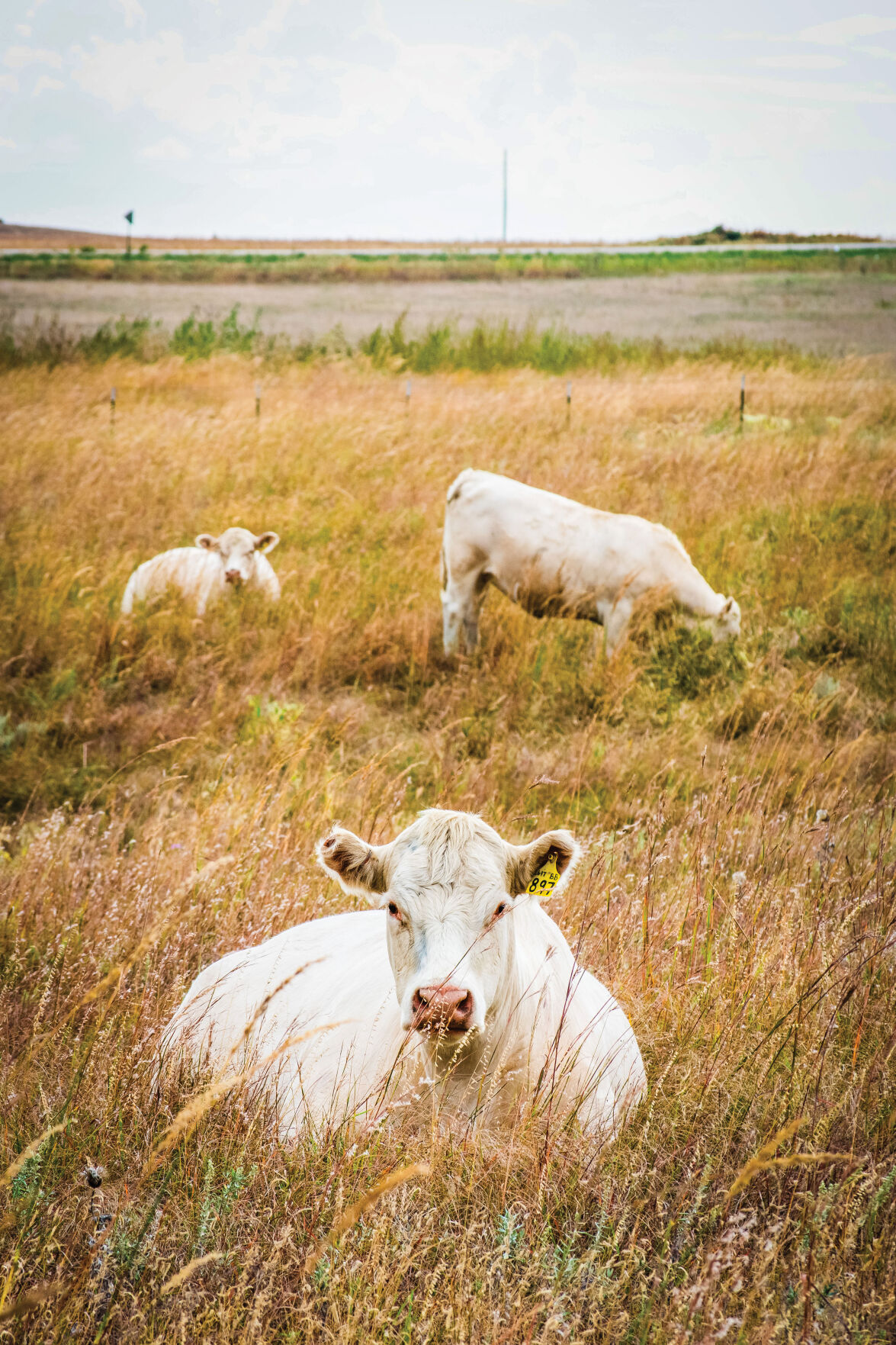 Charolais Cattle